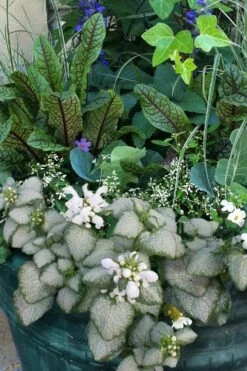 White Nancy Lamium - 5 Pack Of Pint Pots -Garden Supplies Sales 2024 lamium maculatam white nancy spotted dead nettle 103