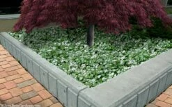 White Nancy Lamium - 5 Pack Of Pint Pots -Garden Supplies Sales 2024 lamium maculatam white nancy spotted dead nettle 105