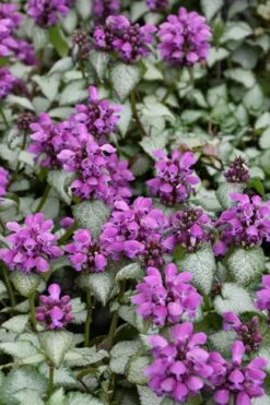 Purple Dragon Lamium - 1 Gallon Pot -Garden Supplies Sales 2024 lamium maculatum purple dragon 3