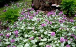 Purple Dragon Lamium - 1 Gallon Pot -Garden Supplies Sales 2024 lamium maculatum purple dragon 4