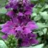 Purple Dragon Lamium - 1 Gallon Pot -Garden Supplies Sales 2024 lamium maculatum purple dragon 5