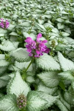 Purple Dragon Lamium - 1 Gallon Pot -Garden Supplies Sales 2024 lamium maculatum purple dragon 7