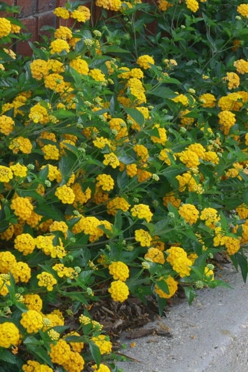 New Gold Hardy Lantana - 5 Pack of Quart Pots New Gold Hardy Lantana - 5 Pack Of Quart Pots -Garden Supplies Sales 2024 lantana new gold 10 1