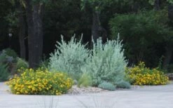 New Gold Hardy Lantana - 5 Pack Of Pint Pots -Garden Supplies Sales 2024 lantana new gold 11