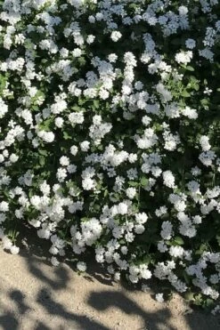 Trailing White Lantana - 5 Pack Of Pint Pots -Garden Supplies Sales 2024 lantana trailing white 10