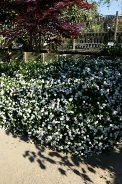 Trailing White Lantana - 5 Pack Of Pint Pots -Garden Supplies Sales 2024 lantana trailing white 11