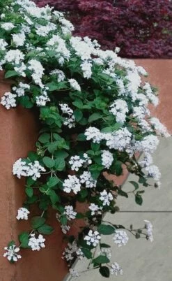 Trailing White Lantana - 5 Pack Of Pint Pots