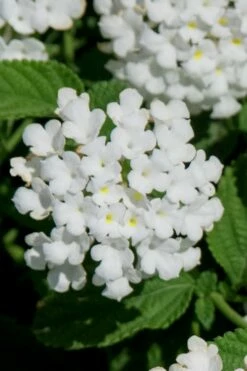 Trailing White Lantana - 5 Pack Of Pint Pots -Garden Supplies Sales 2024 lantana trailing white 7