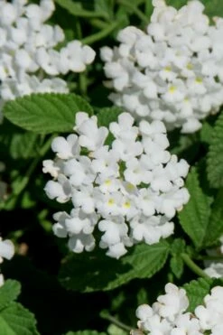 Trailing White Lantana - 5 Pack Of Pint Pots -Garden Supplies Sales 2024 lantana trailing white 8