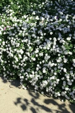 Trailing White Lantana - 5 Pack Of Pint Pots -Garden Supplies Sales 2024 lantana trailing white 9