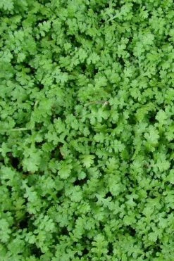 Miniature Brass Buttons Fairy Fern (Leptinella Gruveri) - 6 Pack Of Pint Pots -Garden Supplies Sales 2024 leptinella gruveri miniature brass buttons fairy fern 3