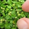 Miniature Brass Buttons Fairy Fern (Leptinella Gruveri) - 6 Pack Of Pint Pots -Garden Supplies Sales 2024 leptinella gruveri miniature brass buttons fairy fern 4