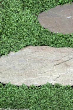 Miniature Brass Buttons Fairy Fern (Leptinella Gruveri) - 6 Pack Of Pint Pots -Garden Supplies Sales 2024 leptinella gruveri miniature brass buttons fairy fern 6