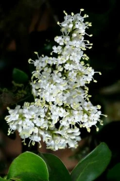 Waxleaf Ligustrum - 1 Gallon Pot -Garden Supplies Sales 2024 ligustrum japonicum waxleaf privet 1