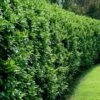 Waxleaf Ligustrum - 1 Gallon Pot -Garden Supplies Sales 2024 ligustrum japonicum waxleaf privet 10