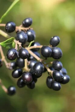 Waxleaf Ligustrum - 1 Gallon Pot -Garden Supplies Sales 2024 ligustrum japonicum waxleaf privet 2