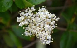 Waxleaf Ligustrum - 6 Pack Of 1 Gallon Pots -Garden Supplies Sales 2024 ligustrum japonicum waxleaf privet 3 1