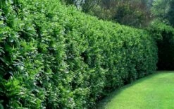 Waxleaf Ligustrum - 1 Gallon Pot -Garden Supplies Sales 2024 ligustrum japonicum waxleaf privet 4