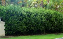 Waxleaf Ligustrum - 6 Pack Of 1 Gallon Pots -Garden Supplies Sales 2024 ligustrum japonicum waxleaf privet 5 1