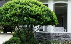 Waxleaf Ligustrum - 1 Gallon Pot -Garden Supplies Sales 2024 ligustrum japonicum waxleaf privet 6