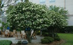 Waxleaf Ligustrum - 1 Gallon Pot -Garden Supplies Sales 2024 ligustrum japonicum waxleaf privet 7