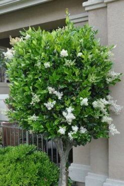 Waxleaf Ligustrum - 1 Gallon Pot -Garden Supplies Sales 2024 ligustrum japonicum waxleaf privet 8