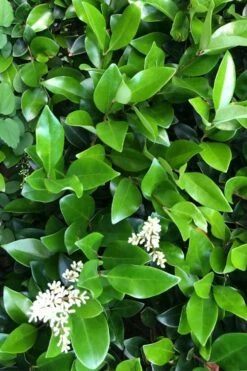 Waxleaf Ligustrum - 1 Gallon Pot -Garden Supplies Sales 2024 ligustrum japonicum waxleaf privet 9