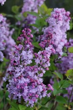Scentara Double Blue Lilac - 3 Gallon Pot -Garden Supplies Sales 2024 lilac scentara double blue 1