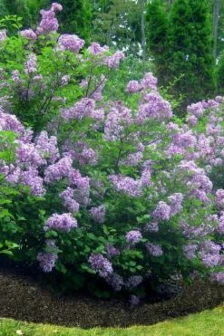 Scentara Double Blue Lilac - 3 Gallon Pot -Garden Supplies Sales 2024 lilac scentara double blue 4