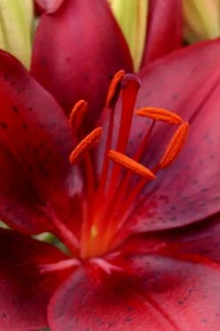 Tiny Comfort Asiatic Lily - 1 Gallon Pot -Garden Supplies Sales 2024 lilium asiaticum tiny comfort asian lily 1