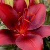 Tiny Comfort Asiatic Lily - 1 Gallon Pot -Garden Supplies Sales 2024 lilium asiaticum tiny comfort asian lily 2