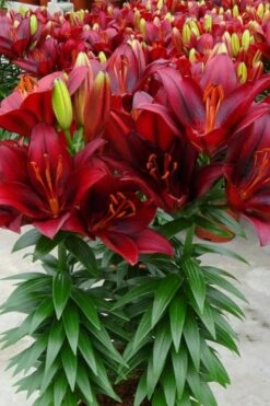 Tiny Comfort Asiatic Lily - 1 Gallon Pot -Garden Supplies Sales 2024 lilium asiaticum tiny comfort asian lily 3