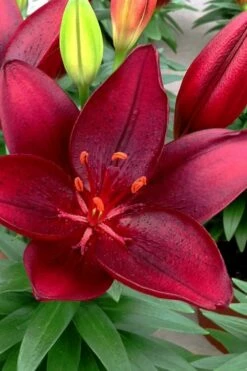 Tiny Comfort Asiatic Lily - 1 Gallon Pot -Garden Supplies Sales 2024 lilium asiaticum tiny comfort asian lily 5