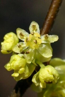 Spicebush (Lindera Benzoin) - 2.5 Gallon Pot -Garden Supplies Sales 2024 lindera benzoin yellow spicebush 1 1