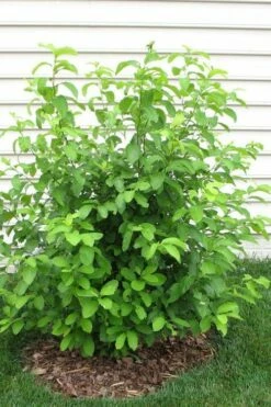 Spicebush (Lindera Benzoin) - 1 Gallon Pot -Garden Supplies Sales 2024 lindera benzoin yellow spicebush 11 2