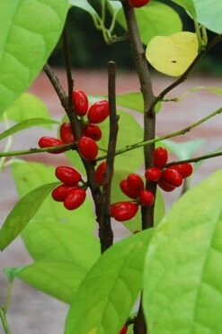 Spicebush (Lindera Benzoin) - 3 Pack Of 1.5 Quart Pots -Garden Supplies Sales 2024 lindera benzoin yellow spicebush 14