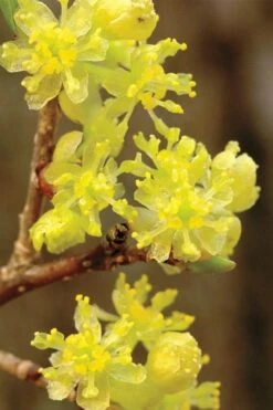 Spicebush (Lindera Benzoin) - 2.5 Gallon Pot