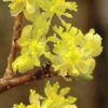 Spicebush (Lindera Benzoin) - 3 Pack Of 1.5 Quart Pots -Garden Supplies Sales 2024 lindera benzoin yellow spicebush 2