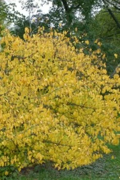 Spicebush (Lindera Benzoin) - 2.5 Gallon Pot -Garden Supplies Sales 2024 lindera benzoin yellow spicebush 21 1