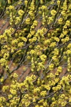 Spicebush (Lindera Benzoin) - 2.5 Gallon Pot -Garden Supplies Sales 2024 lindera benzoin yellow spicebush 22 1