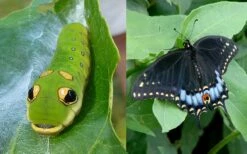 Spicebush (Lindera Benzoin) - 3 Pack Of 1.5 Quart Pots -Garden Supplies Sales 2024 lindera benzoin yellow spicebush 23