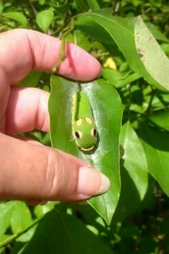 Spicebush (Lindera Benzoin) - 1 Gallon Pot -Garden Supplies Sales 2024 lindera benzoin yellow spicebush 7 2