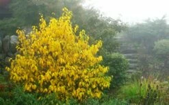 Spicebush (Lindera Benzoin) - 2.5 Gallon Pot -Garden Supplies Sales 2024 lindera benzoin yellow spicebush 8 1