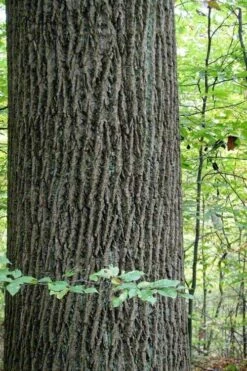 Tulip Poplar Tree - 1 Gallon Pot -Garden Supplies Sales 2024 liriodendron tulipifera yellow tulip poplar flower 11