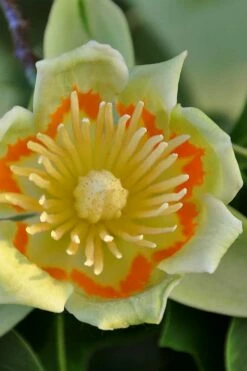 Tulip Poplar Tree (Liriodendron Tulipifera) - 3 Pack Of 1.5 Quart Pots -Garden Supplies Sales 2024 liriodendron tulipifera yellow tulip poplar flower 12 1