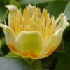 Tulip Poplar Tree - 3 Gallon Pot -Garden Supplies Sales 2024 liriodendron tulipifera yellow tulip poplar flower 13 2