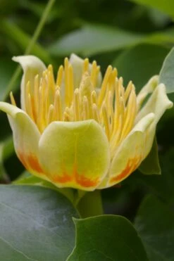Tulip Poplar Tree - 3 Gallon Pot