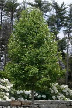 Tulip Poplar Tree - 3 Gallon Pot -Garden Supplies Sales 2024 liriodendron tulipifera yellow tulip poplar flower 3 2
