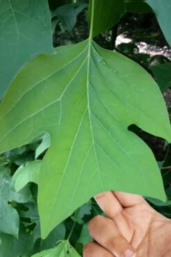 Tulip Poplar Tree (Liriodendron Tulipifera) - 3 Pack Of 1.5 Quart Pots -Garden Supplies Sales 2024 liriodendron tulipifera yellow tulip poplar flower 4 1