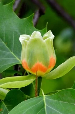 Tulip Poplar Tree - 1 Gallon Pot -Garden Supplies Sales 2024 liriodendron tulipifera yellow tulip poplar flower 6